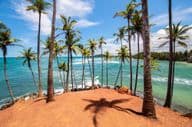 The palm trees of Mirissa, Sri Lanka