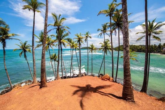 The palm trees of Mirissa, Sri Lanka